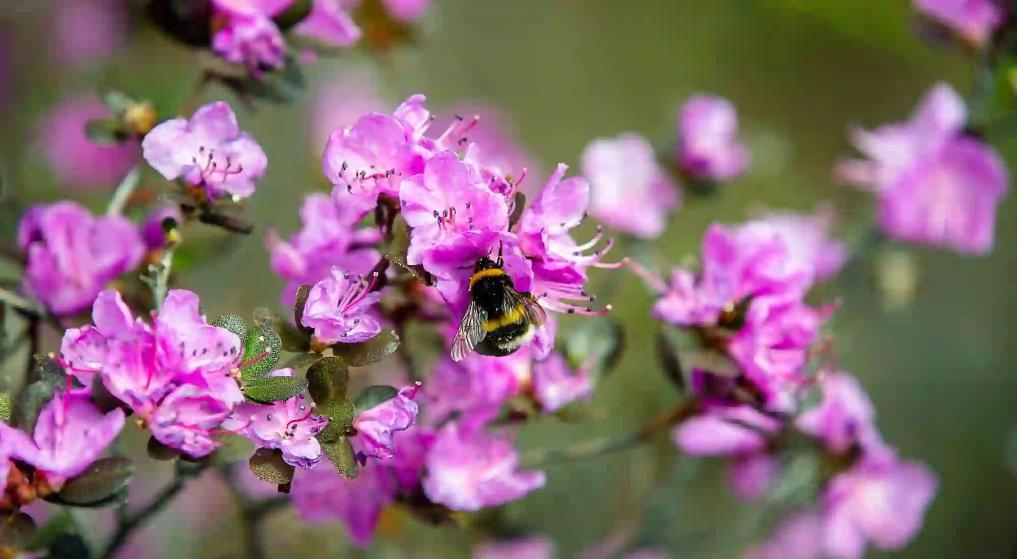 Весенний Алтай, пчела на цветке