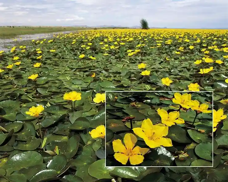 В отличие от Хяргас-Нура озеро Хар-Нур – проточное, мелководное и пресное. Химический состав воды отражается на характере прибрежной флоры
