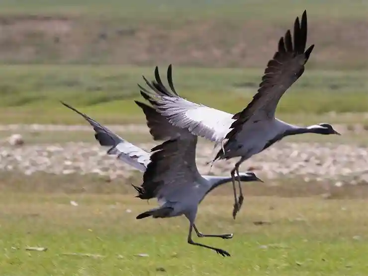 Монголию можно смело назвать страной птиц, разнообразие которых поражает даже опытных орнитологов. Нередко вдоль дороги можно видеть турпанов, орлов, черных грифов. Журавль-красавка здесь обычная птица. Большие стаи журавлей часто собираются прямо на дорогах