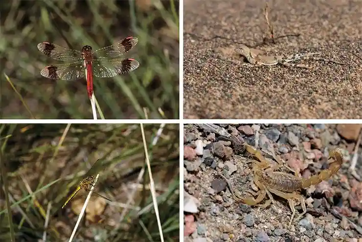 Слева вверху: самец стрекозы Sympetrum pedemontana – вида, широко распространенного в суббореальном поясе Евразии. Встречается в предгорных и горных местностях. Слева внизу: стрекоза Sympetrum danae, обитатель умеренных широт Северного полушария (Северная Америка, Евразия). На юге ареала, в том числе и в Монголии, встречается только в горах. Половозрелые особи сплошь черные, зато неполовозрелые самки окрашены очень ярко. Справа вверху: пестрой круглоголовке в пустыне весьма комфортно. Справа внизу: ночная прогулка скорпиона закончилась под днищем палатки, откуда его утром извлекли