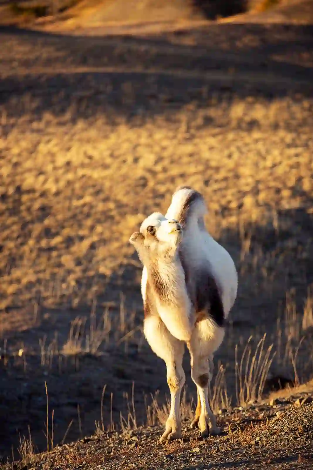 Путешествие по Алтаю