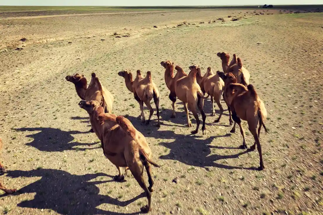 Верблюды. Монголия