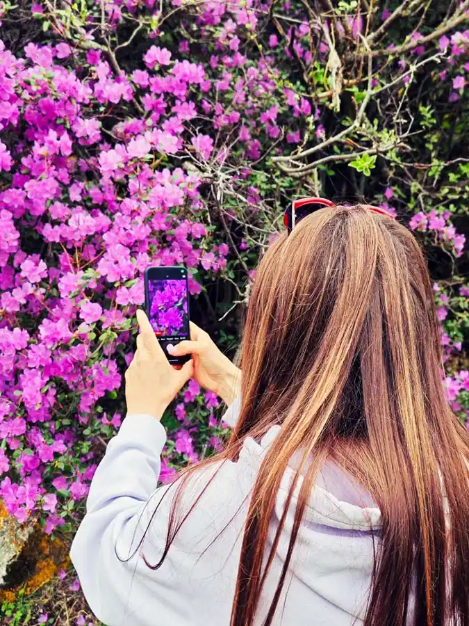 Цветущий маральник на Алтае